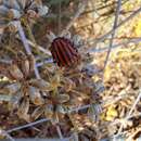 صورة Graphosoma Laporte 1833