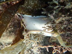 Image of Nursehound