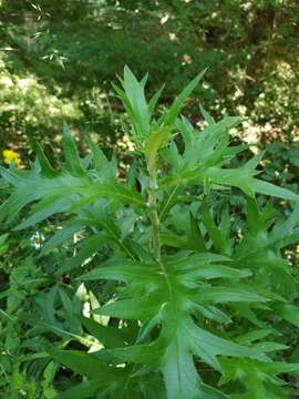 Image of Cirsium laniflorum (M. Bieb.) Fischer