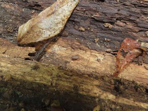 Image of Eastern Ant Cricket