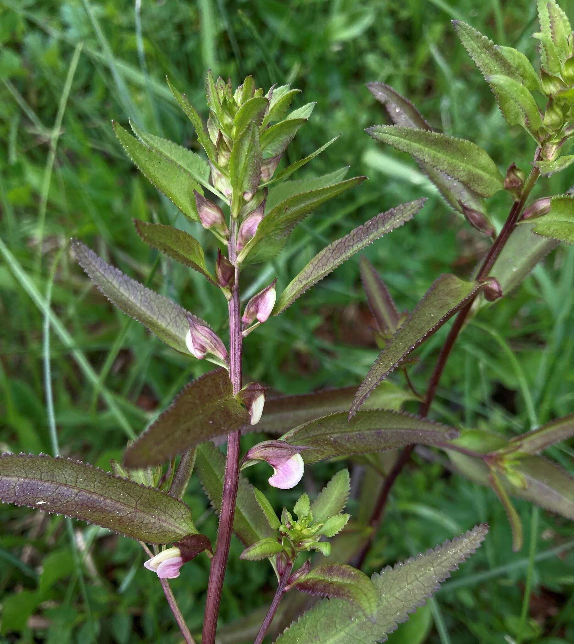 Imagem de Pedicularis racemosa subsp. racemosa