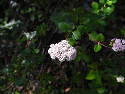 Image of Stevia berlandieri A. Gray & Rep. U. S. Mex. Bound.