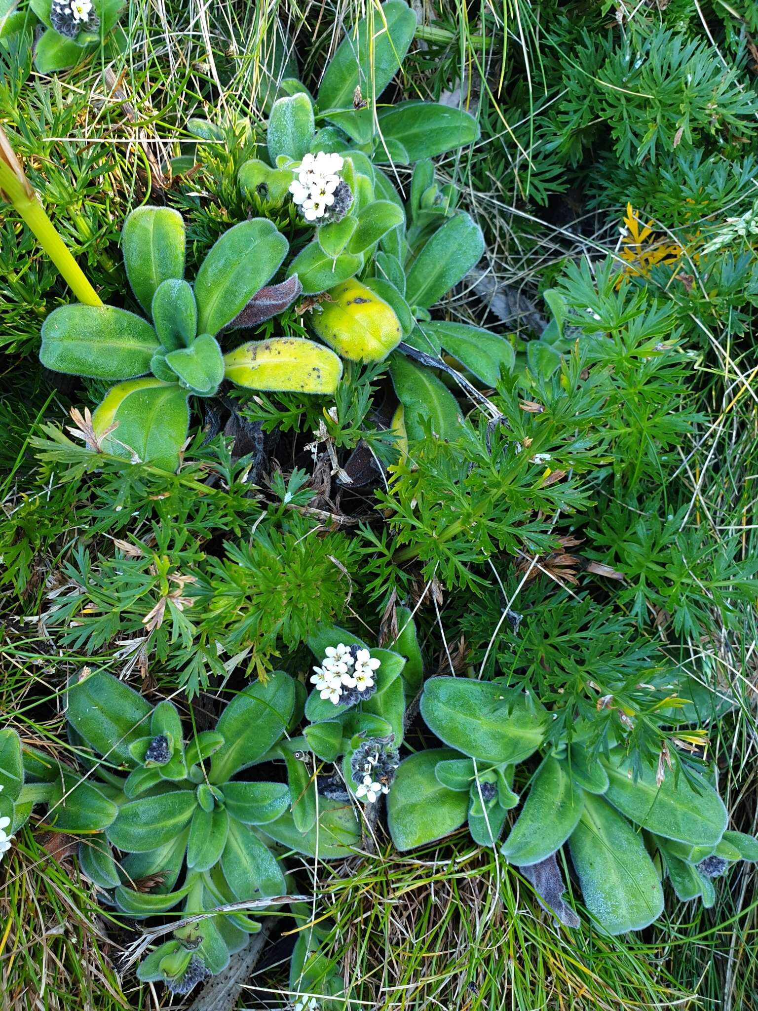 Image of Myosotis rakiura L. B. Moore