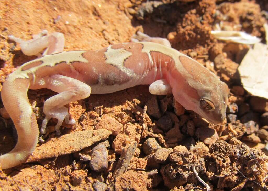 Image of Box-patterned Gecko