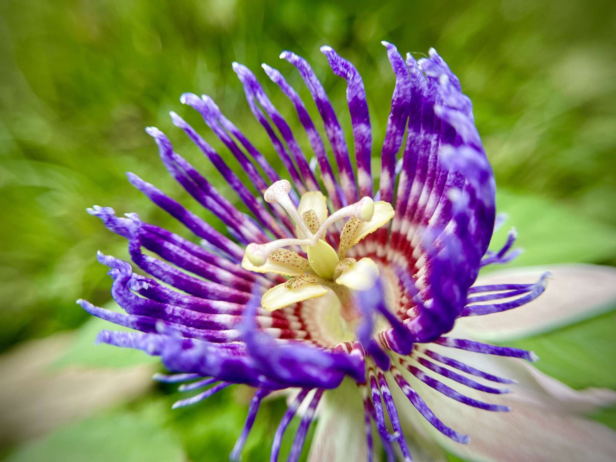 Image de Passiflora laurifolia L.