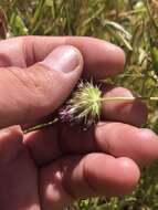 Image of clammy clover