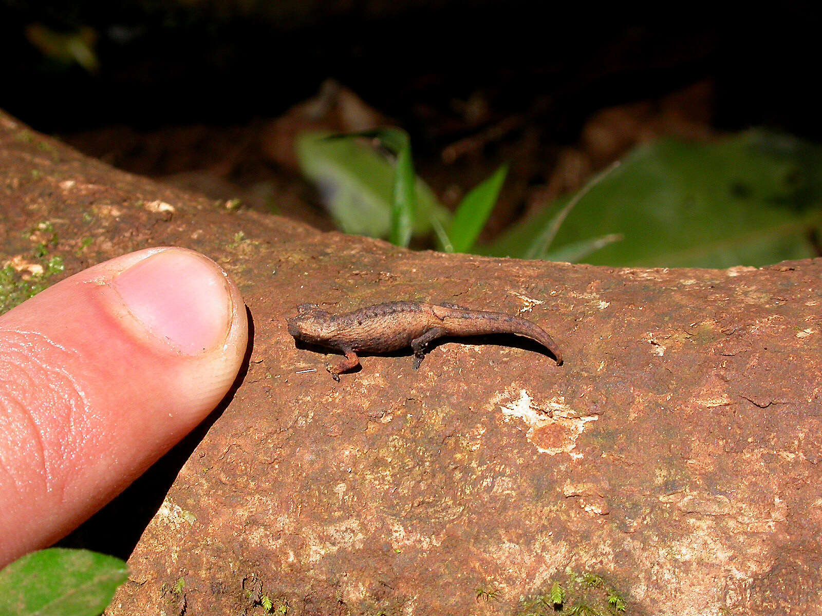 Image of Mount d'Ambre Leaf Chameleon