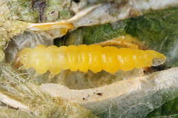 Image of Rowan Midget