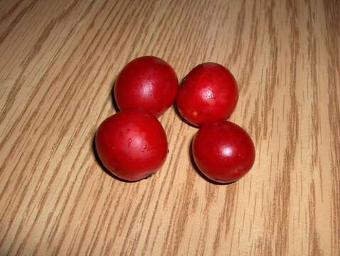 Слика од Prunus nigra Ait.