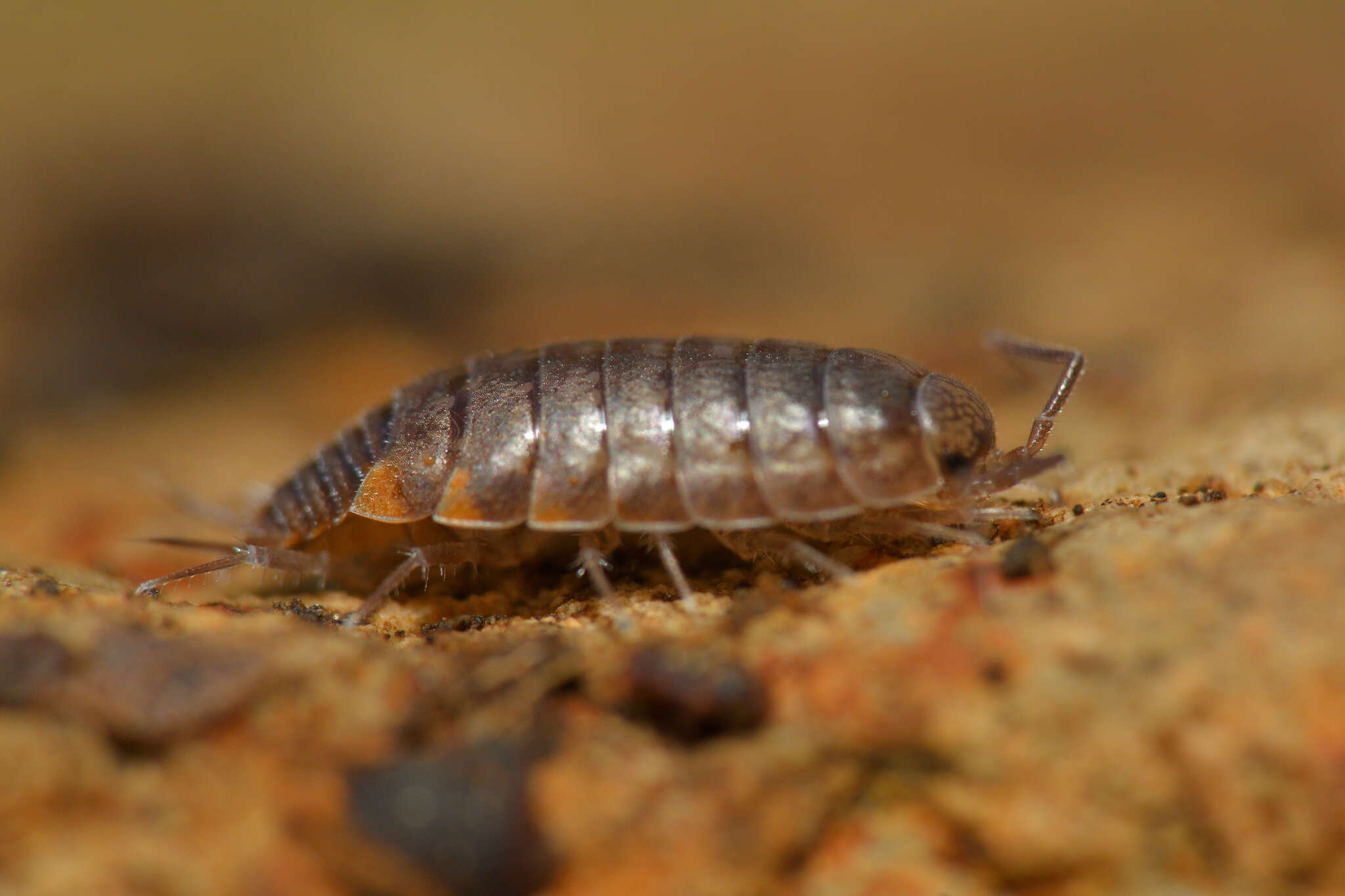 Image of Chaetophiloscia cellaria (Dollfus 1884)