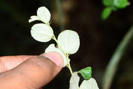 Plancia ëd Ziziphus nummularia (Burm. fil.) Wight & Walk.-Arn.