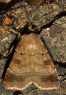 Image of Pale-banded Dart