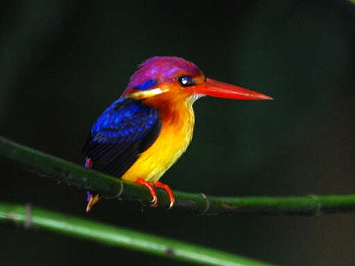 Image of Black-backed Kingfisher