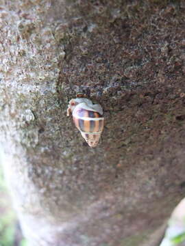 Image of <i>Amphidromus glaucolarynx</i>