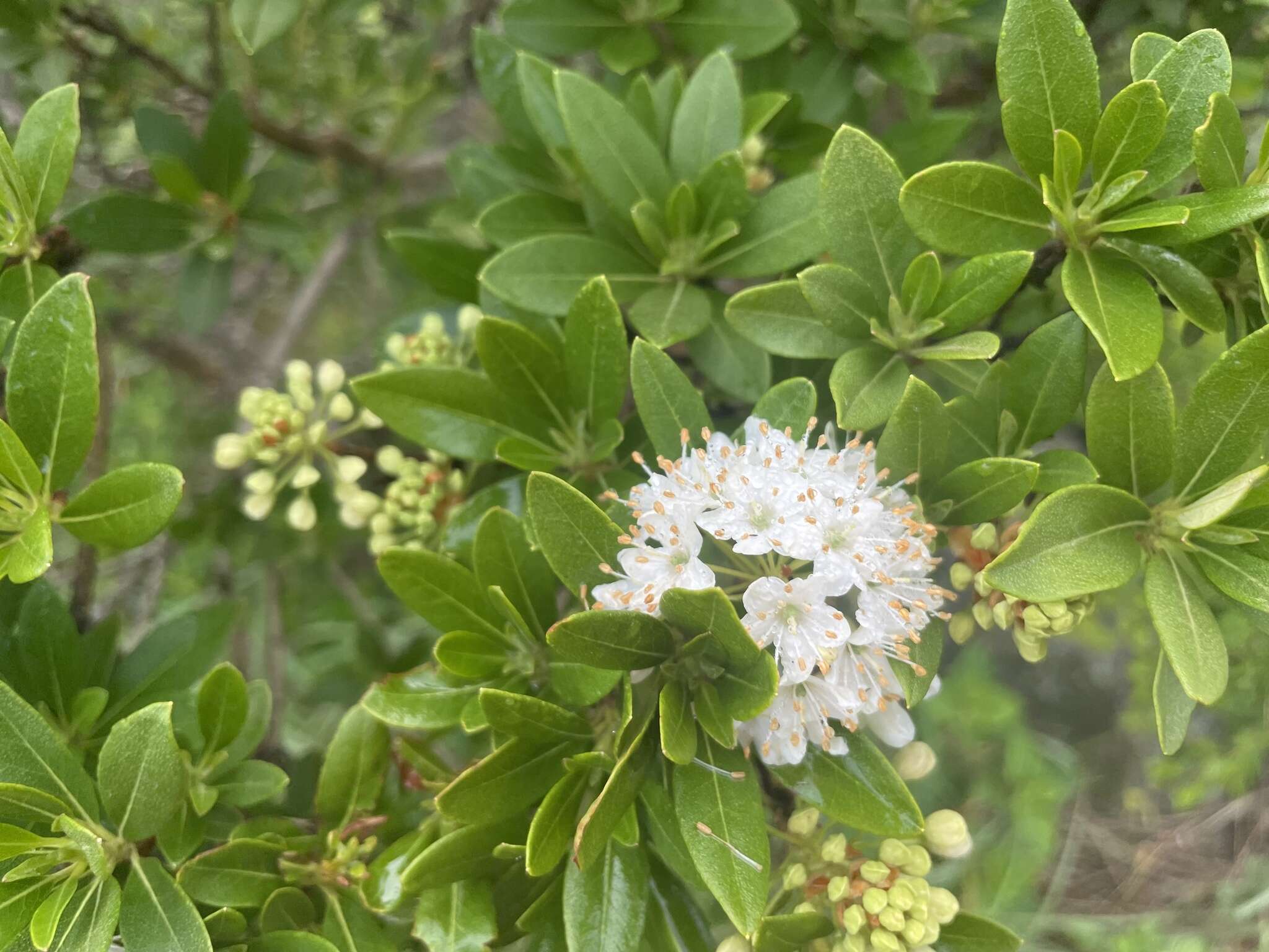 Imagem de Rhododendron micranthum Turcz.