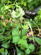 Image de Trifolium stoloniferum Muhl.