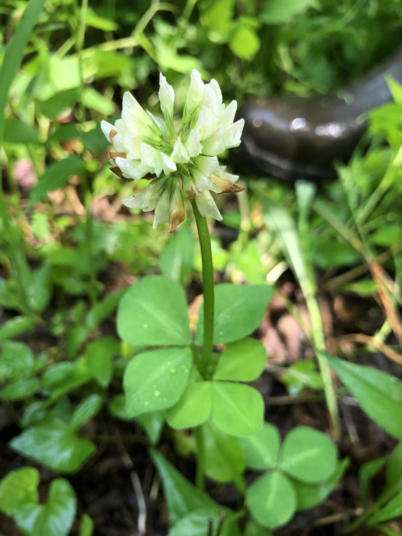 Image of running buffalo clover