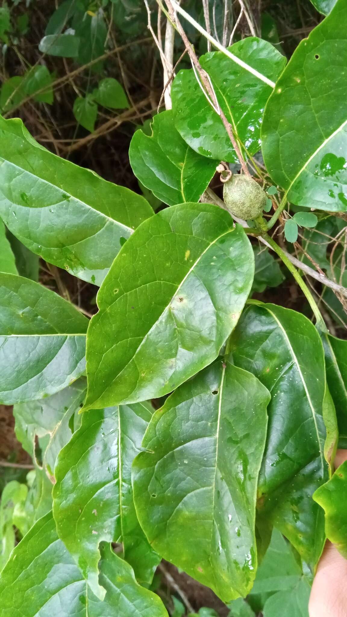 Image of Grevea madagascariensis Baill.