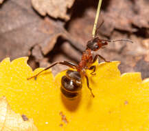 Image of European Red Wood Ant