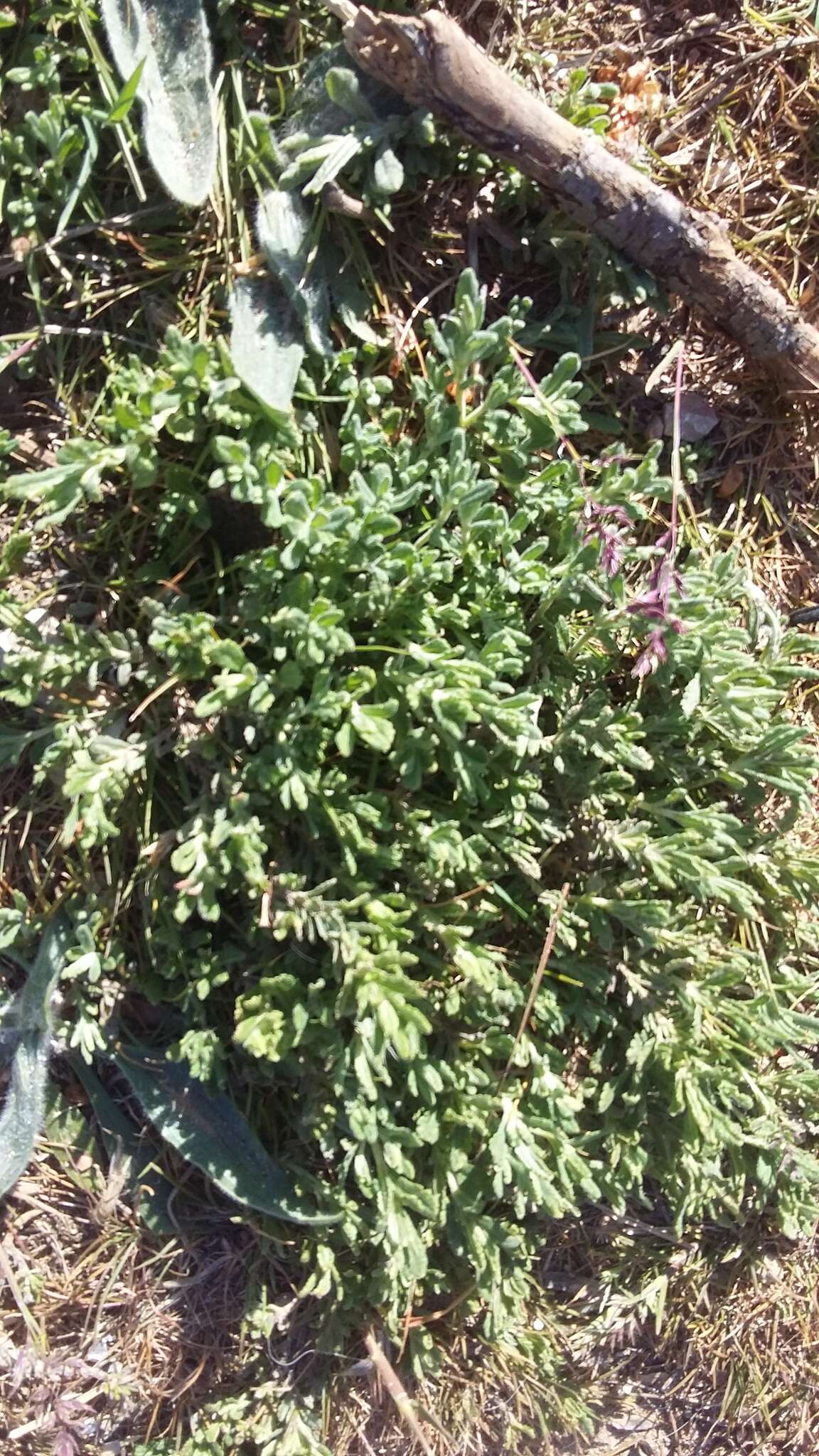 Sivun Teucrium polium L. kuva