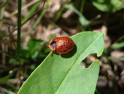 Image of Botanochara macularia (Boheman 1850)