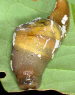Image of Cucullarion albimaculosus Stanisic 2010