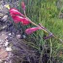 Sivun Gladiolus guthriei F. Bolus kuva