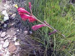 Image of Gladiolus guthriei F. Bolus