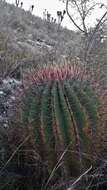 Image of Ferocactus haematacanthus (Muehlenpf.) Britton & Rose