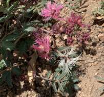 Image de Calliandra humilis var. humilis