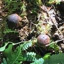 Слика од Gastroboletus turbinatus (Snell) A. H. Sm. & Singer 1959