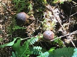 Слика од Gastroboletus turbinatus (Snell) A. H. Sm. & Singer 1959