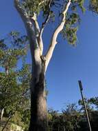 Image of Corymbia tessellaris (F. Müll.) K. D. Hill & L. A. S. Johnson