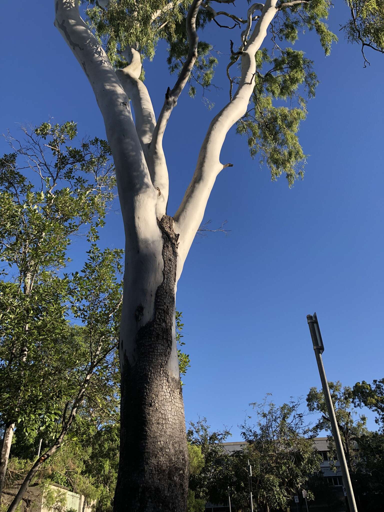 Image of Corymbia tessellaris (F. Müll.) K. D. Hill & L. A. S. Johnson