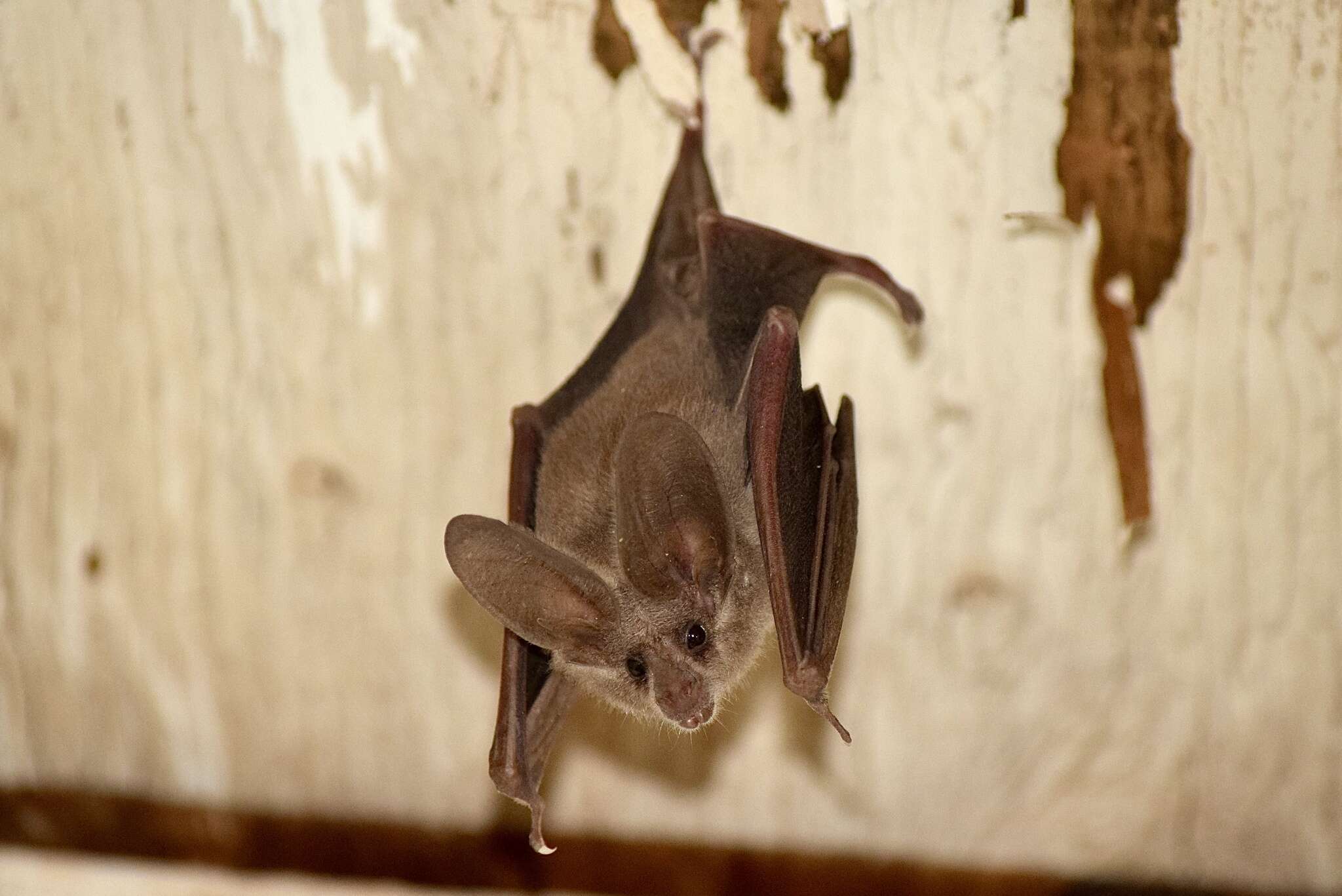 Image of California Leaf-nosed Bat