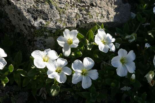 Imagem de Cerastium lithospermifolium Fisch.