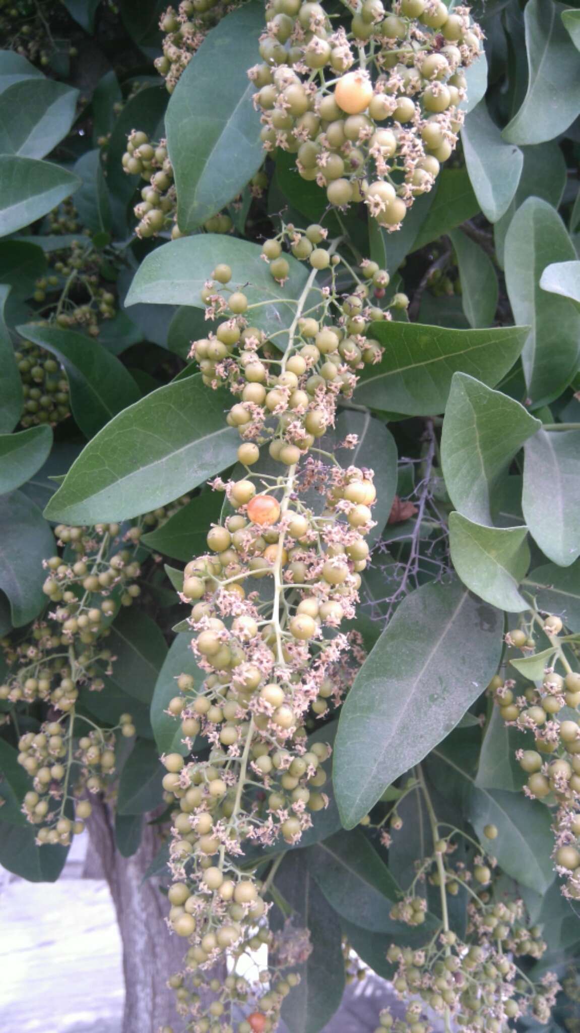 Image of Ehretia tinifolia L.