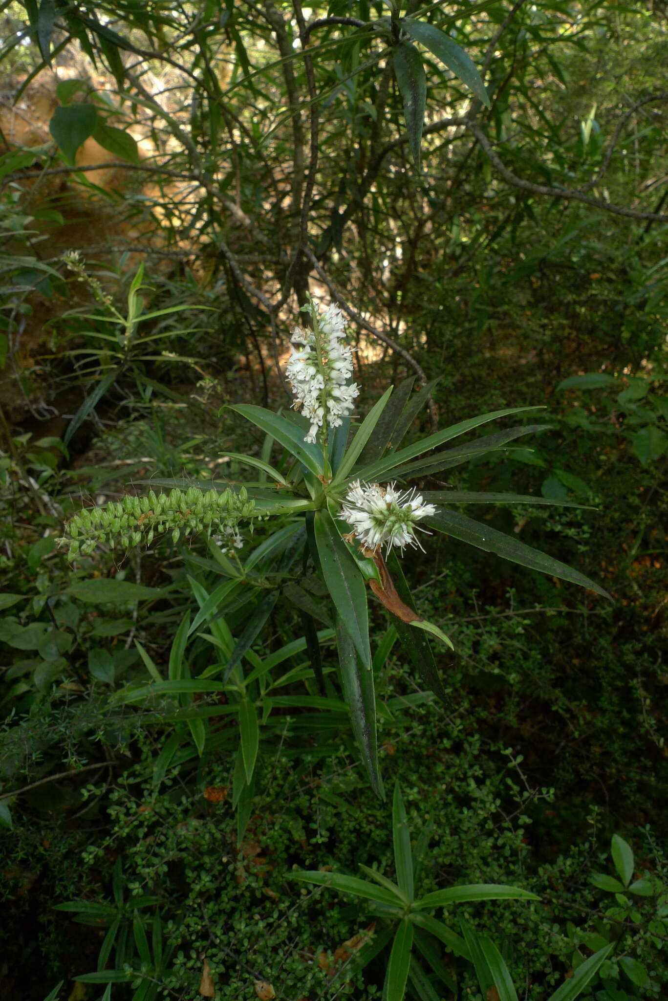 Image of Veronica corriganii (Carse) Garn.-Jones