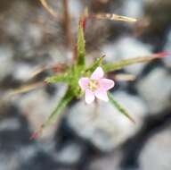 Image of Navarretia miwukensis D. Gowen & L. A. Johnson