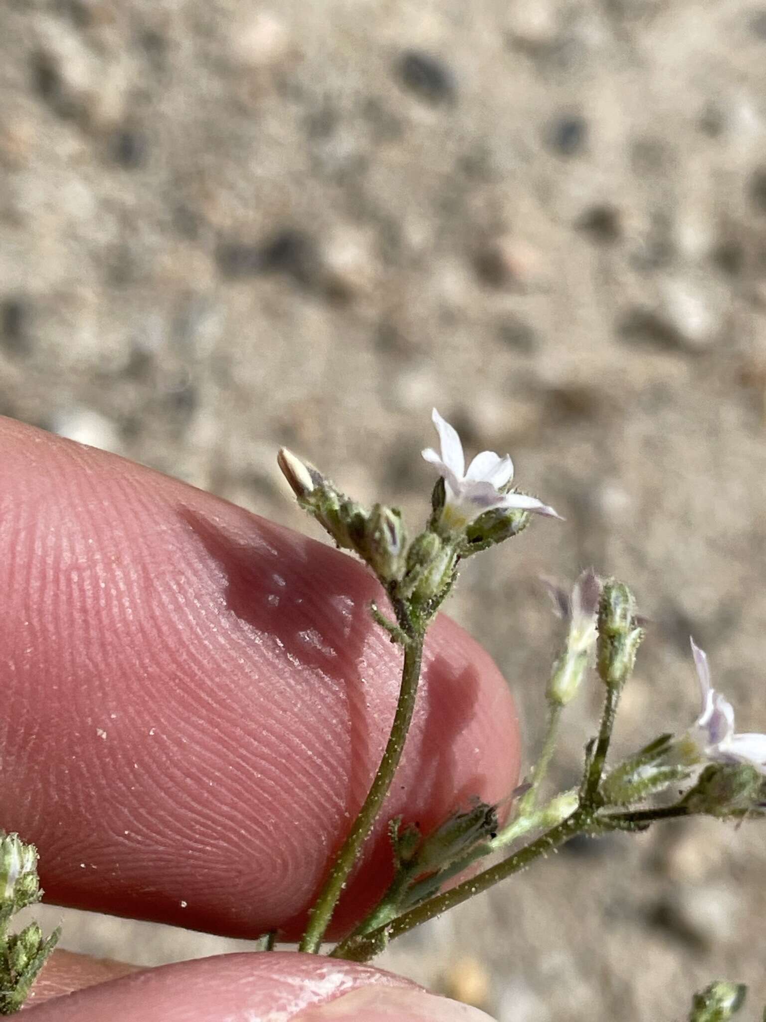 Image of Lott's gilia