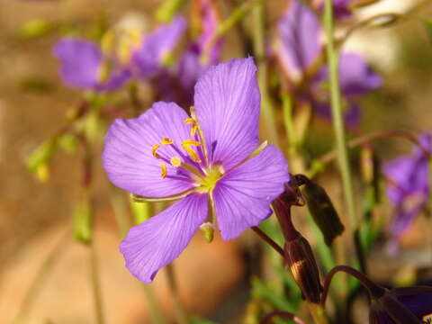 Image of Heliophila suavissima Burch. ex DC.