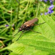 Image of Empis tessellata Fabricius 1794