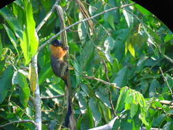 Image of golden-mantled tamarin