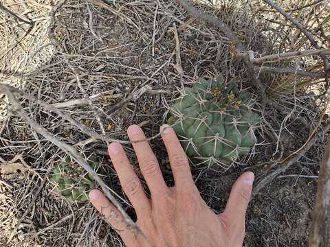 Image of Gymnocalycium schickendantzii (F. A. C. Weber) Britton & Rose