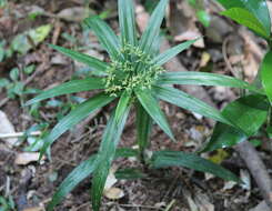 Imagem de Cyperus albostriatus Schrad.