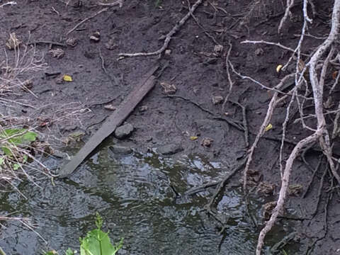 Image of Rio Grande Leopard Frog