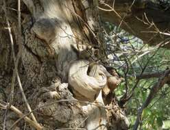 Image of Gray-collared Chipmunk