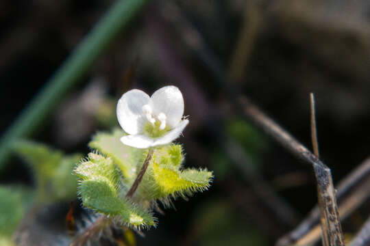 Image of glandular speedwell