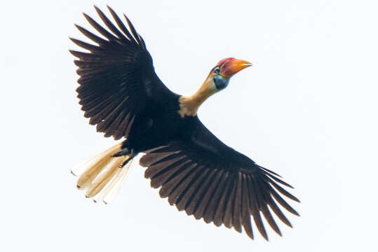 Image of Knobbed Hornbill