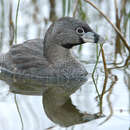 Image of Podilymbus podiceps antarcticus (Lesson & PA 1842)